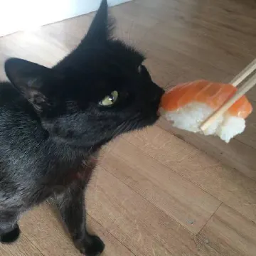 neko.jpg