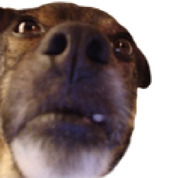 40yearolddogselfie.png