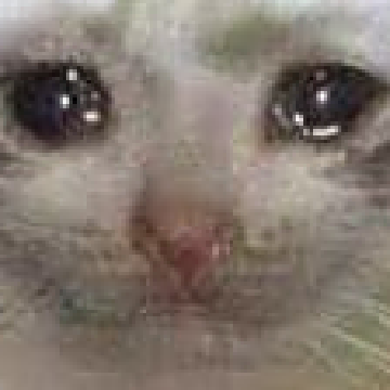 SadCat.png