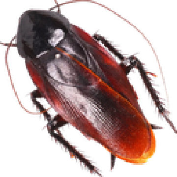 turk.png