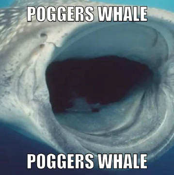 04rpenogynd51.png