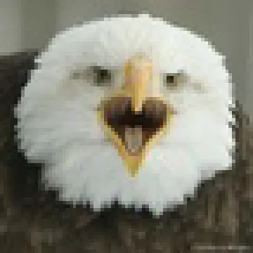 0706070751141angry_eagle2_t_bigger.jpg