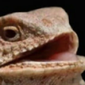 0da6f4c374157ce67854cdd77e5499a7.png