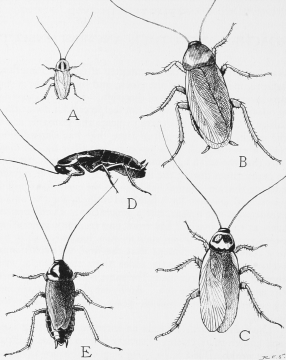1200px-Snodgrass_common_household_roaches.png