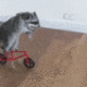raccoonRide