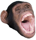 monkek